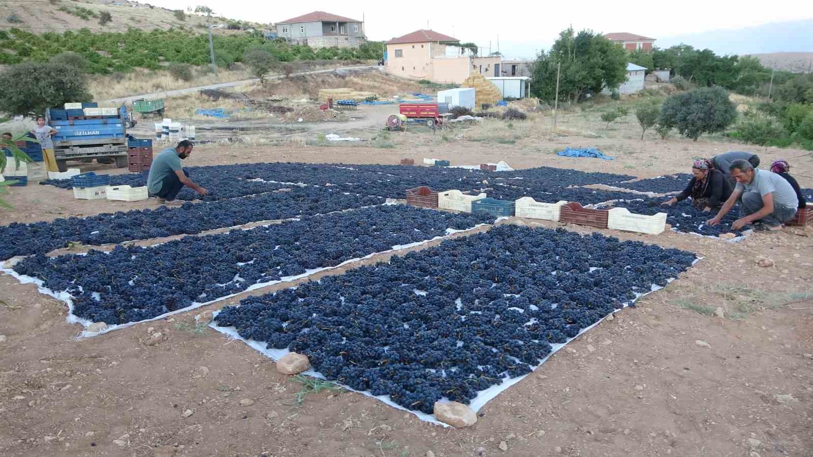 Malatya’da kilosu 500 TL’den alıcı bulan kuru üzüm yüz güldürüyor 