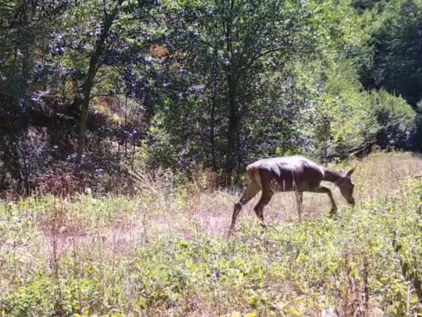 Bolu’da nadir görülen kızıl geyikler görüntülendi 
