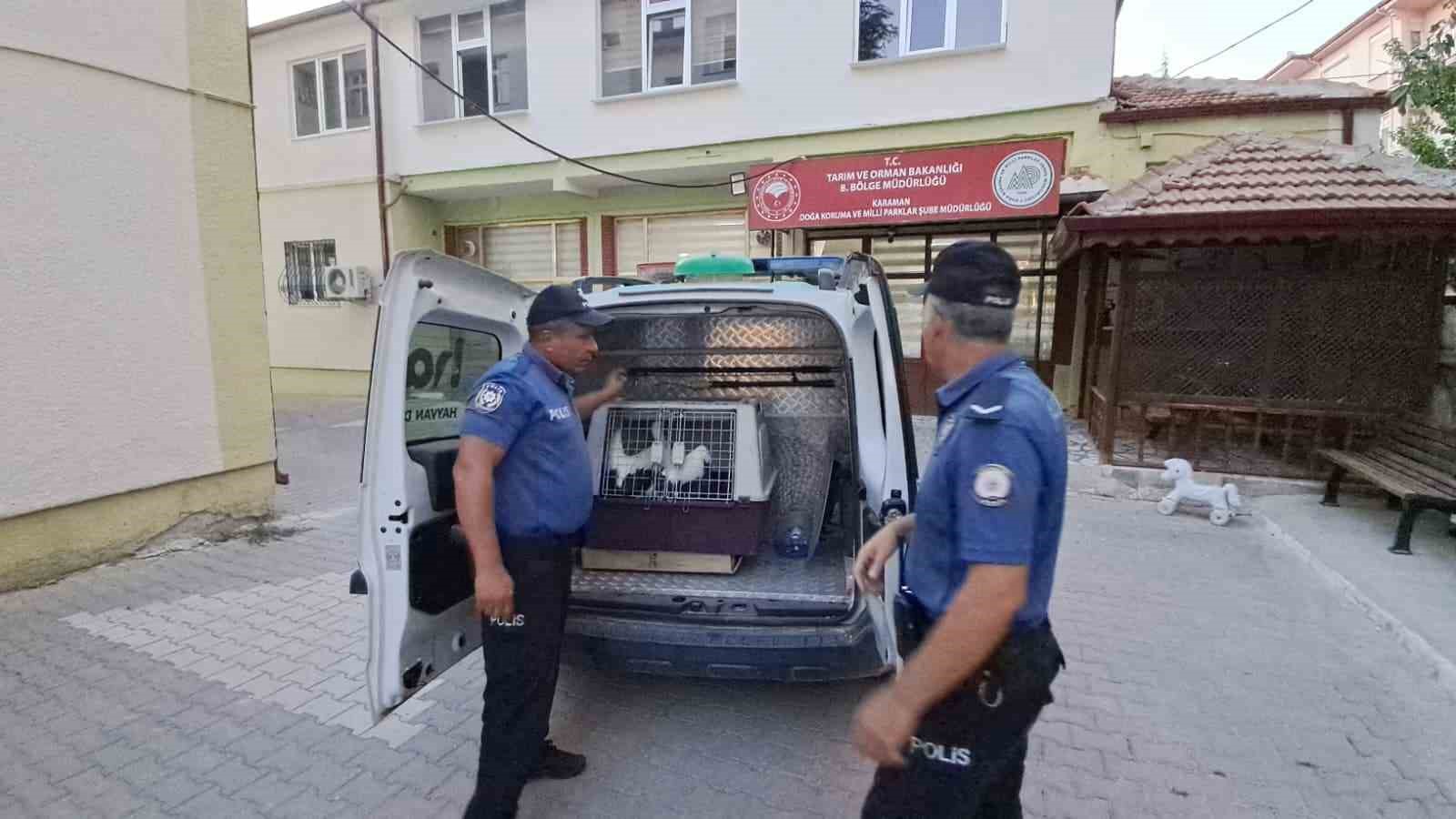 Karaman’da yaralı leylek koruma altına alındı 