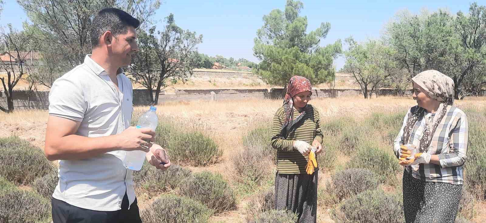 İmece usulü ektikleri lavantanın gelirini köylerinin ortak giderleri için kullanıyorlar 