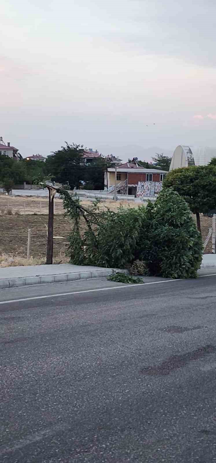 Kovancılarda ağaç dalları kırıldı 