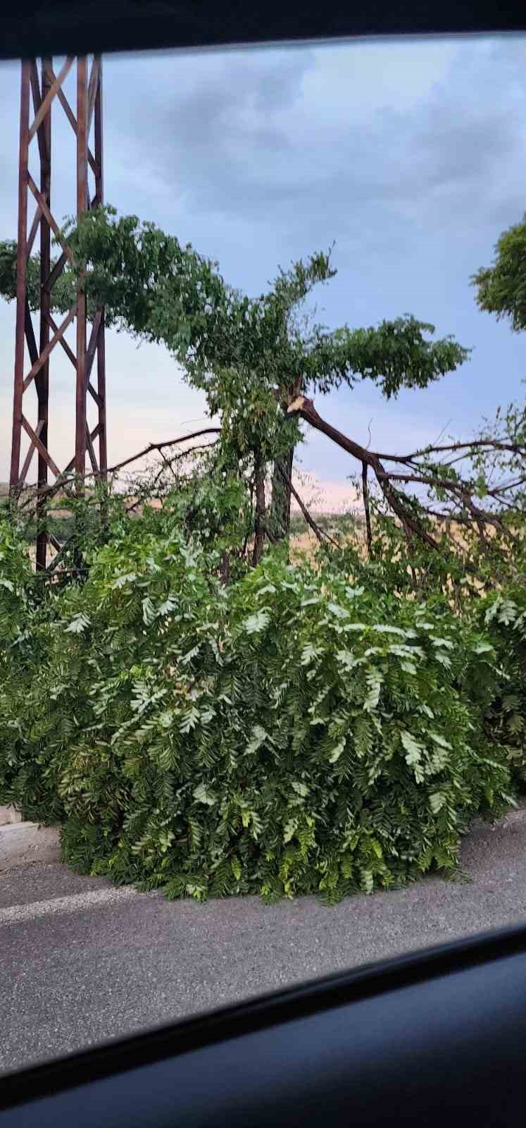 Kovancılarda ağaç dalları kırıldı 