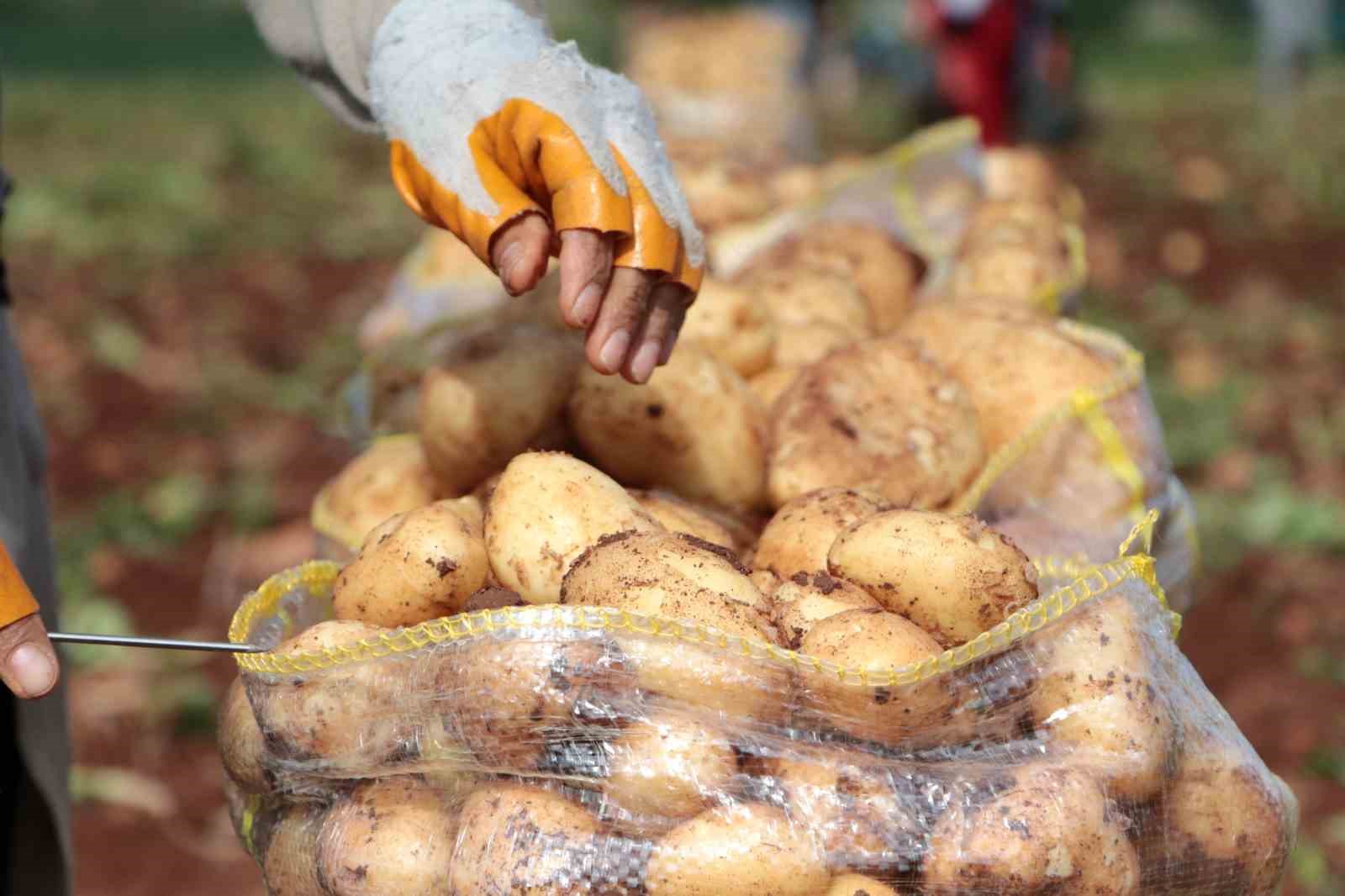 Ağustosta en çok ucuzlayan ürün patates oldu 