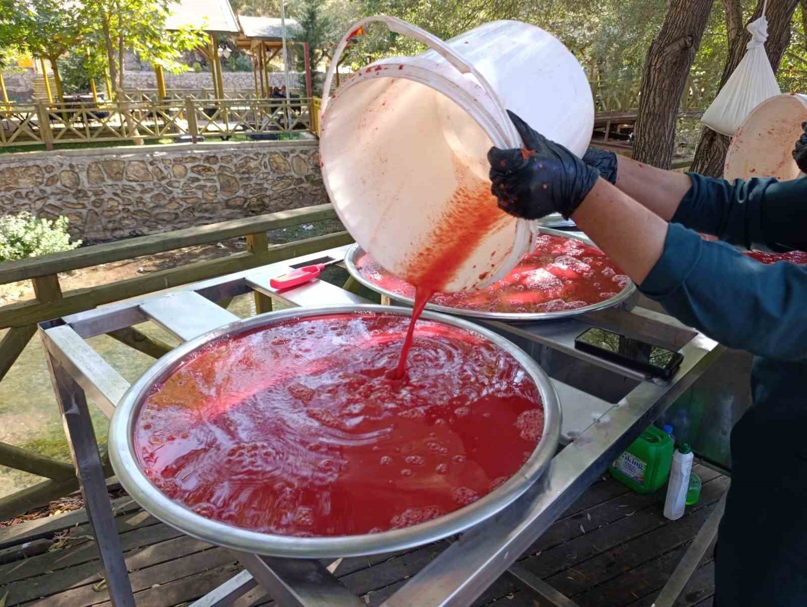 Malatya’da Kadın Kooperatifinden organik domates hasadı 