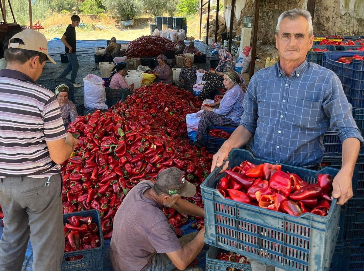Salihli’de kapya biberde hasat zamanı 