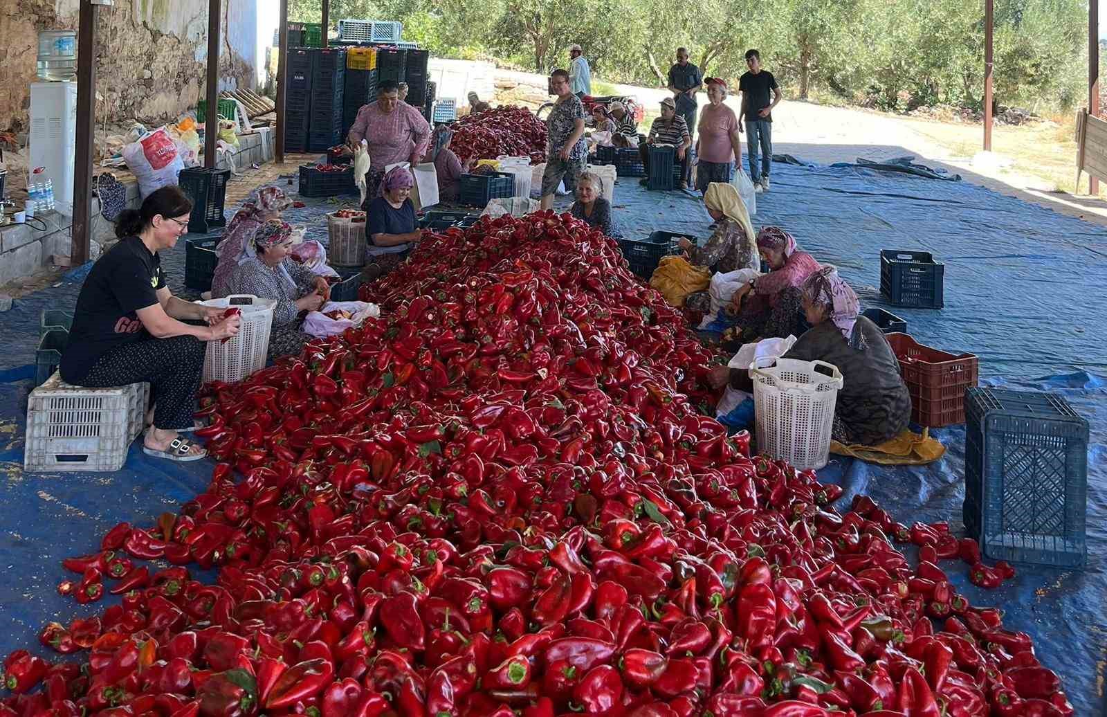 Salihli’de kapya biberde hasat zamanı 