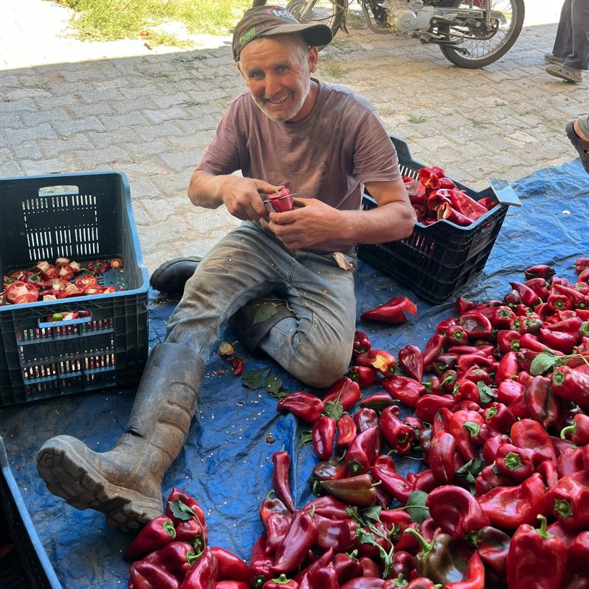 Salihli’de kapya biberde hasat zamanı 