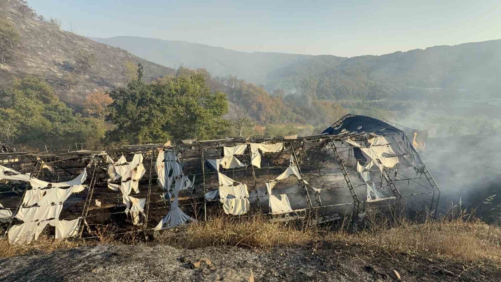 Düzce’deki orman yangınında keçi üretim çiftliği küle döndü 