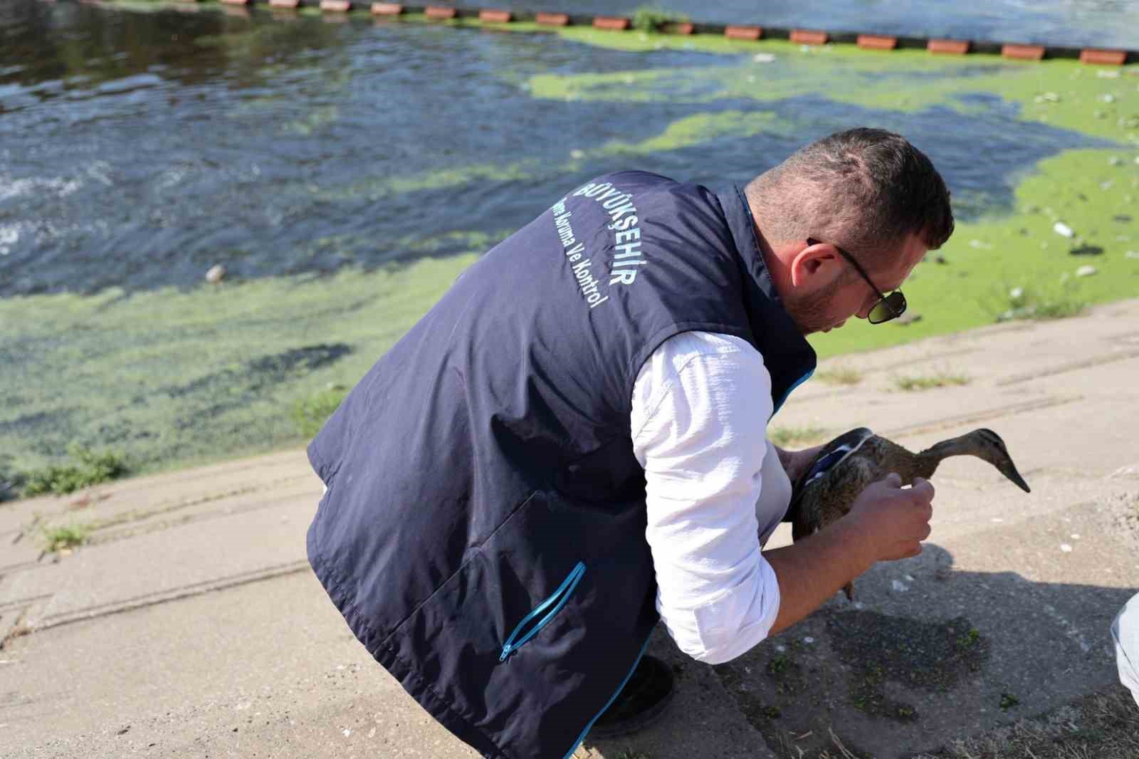 Yorgun ördeğe şefkat eli 