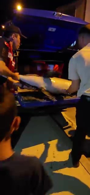 Bursa’da ölü yunus balığı kıyıya vurdu 