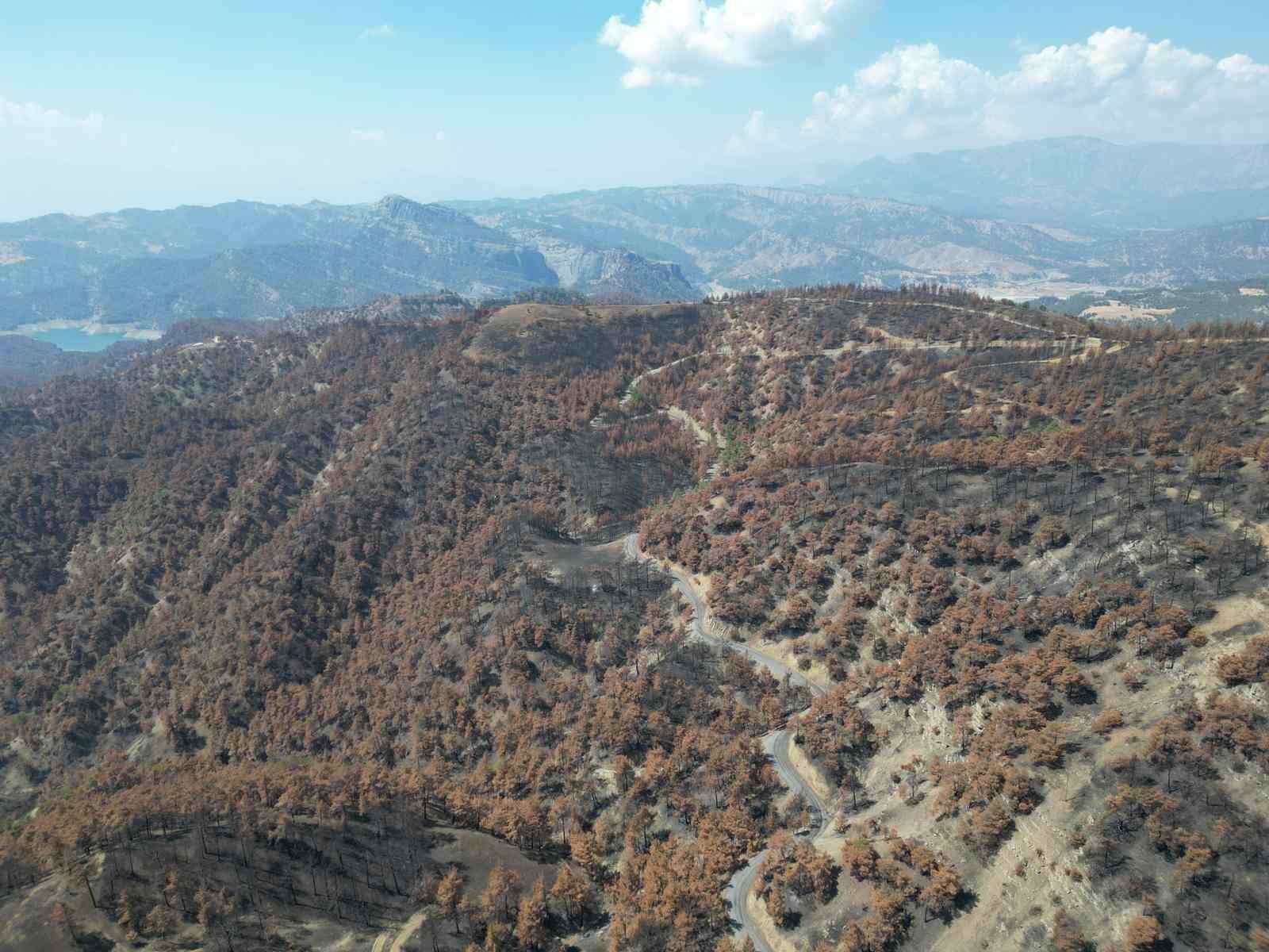 Kahramanmaraş’ta yanan ormanlık alanlar fidanlarla buluşturulacak 