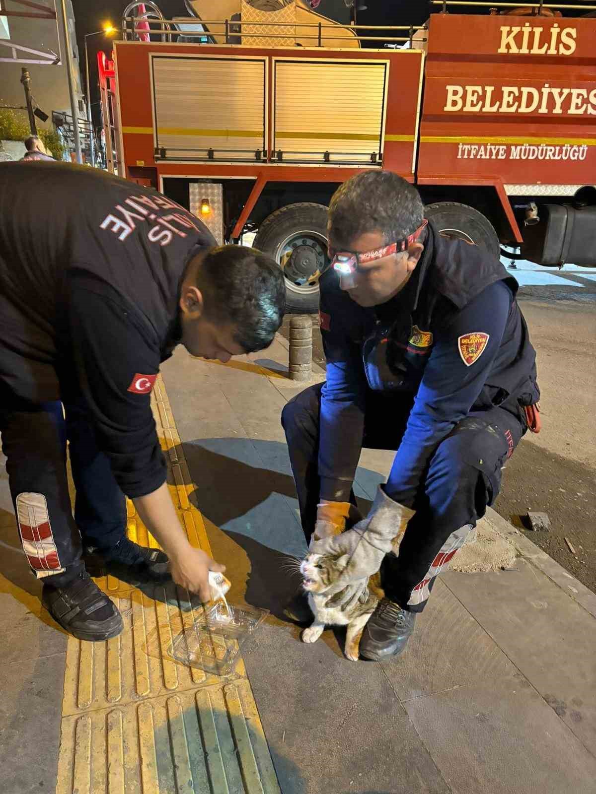 Kilis’te 3 gündür ağaçta mahsur kalan kedi kurtarıldı 