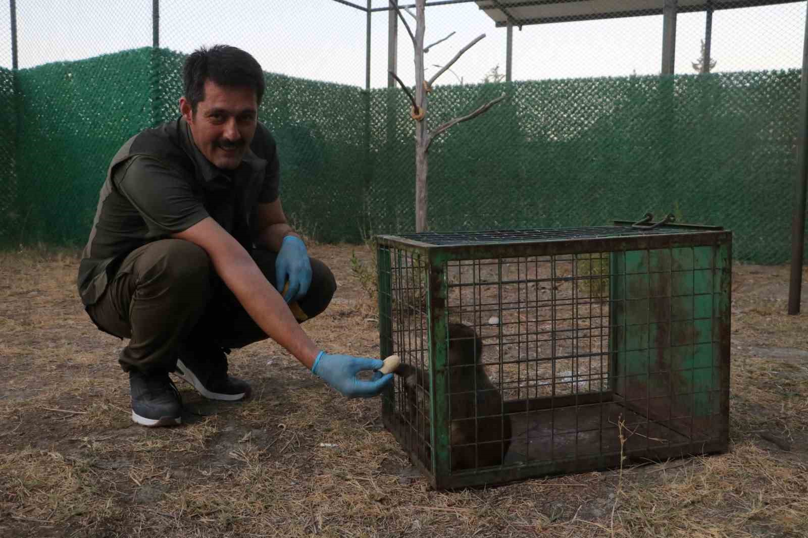 Sahibinin tokatladığı maymun koruma altına alındı 