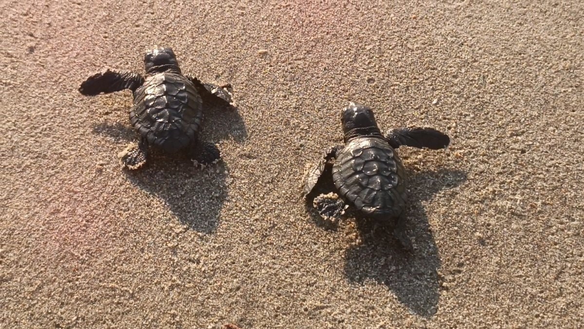 Caretta carettalar denizle buluştu 