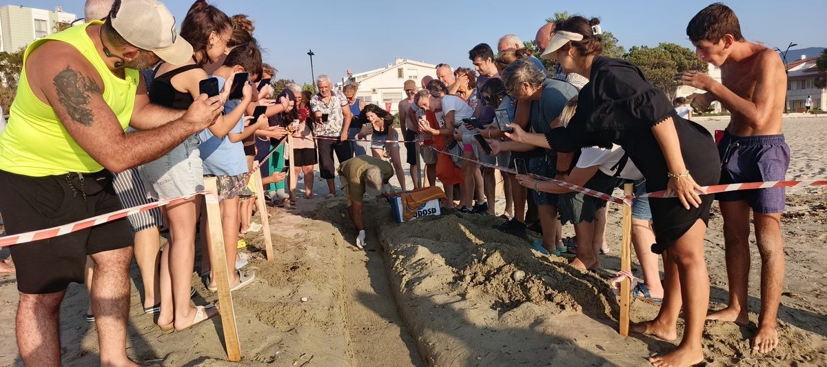 Caretta carettalar denizle buluştu 