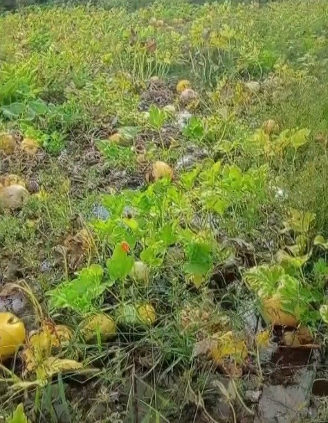 1 yıllık emeği heba olan çiftçi isyan etti 