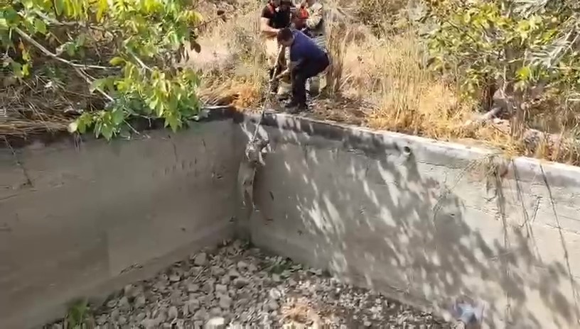 Sulama havuzuna düşen domuzu itfaiye kurtardı 