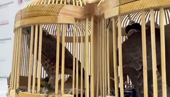 Makak maymunu ve şahinler kaçakçıların pençesinden kurtarıldı 