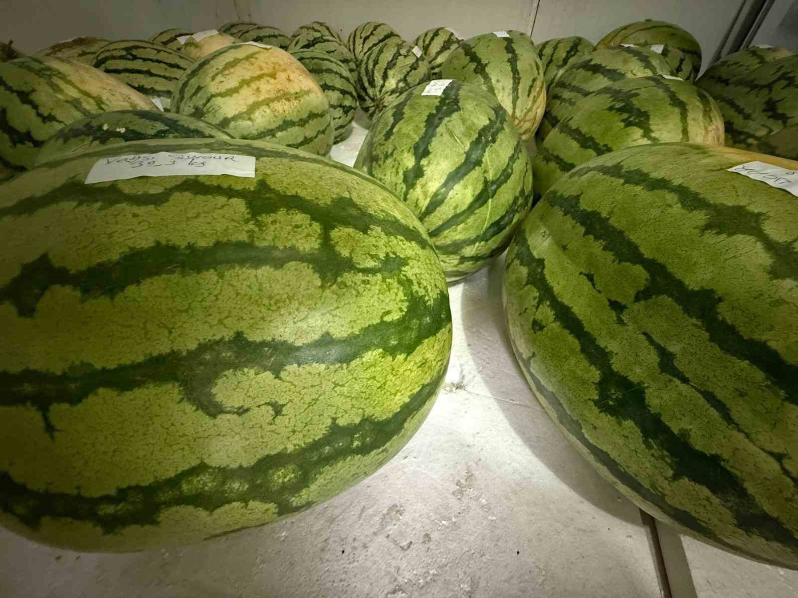 Diyarbakır’da karpuz yarışmasına sayılı günler kaldı 