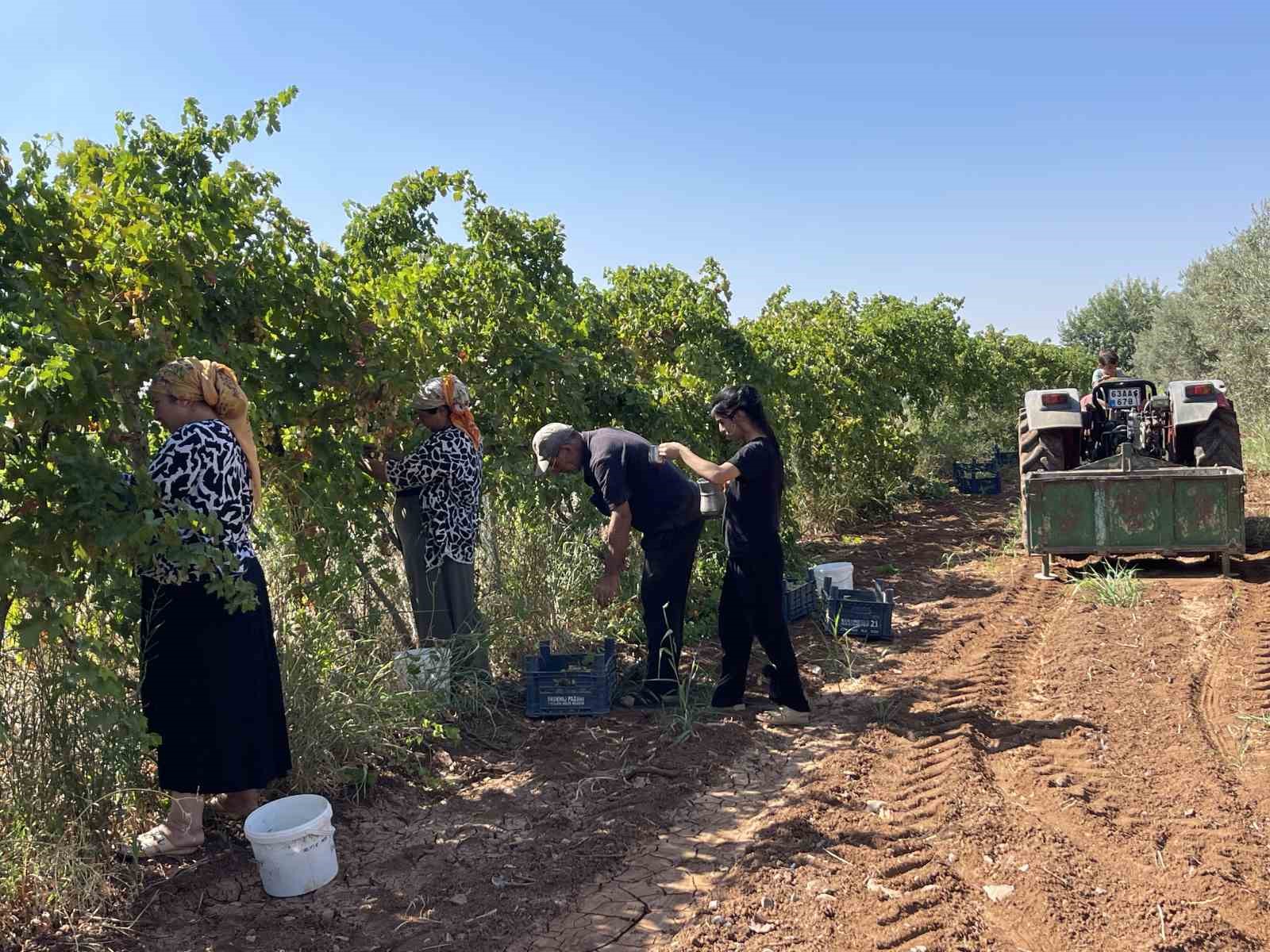 Şanlıurfa’da üzümün pekmez yolculuğu başladı 