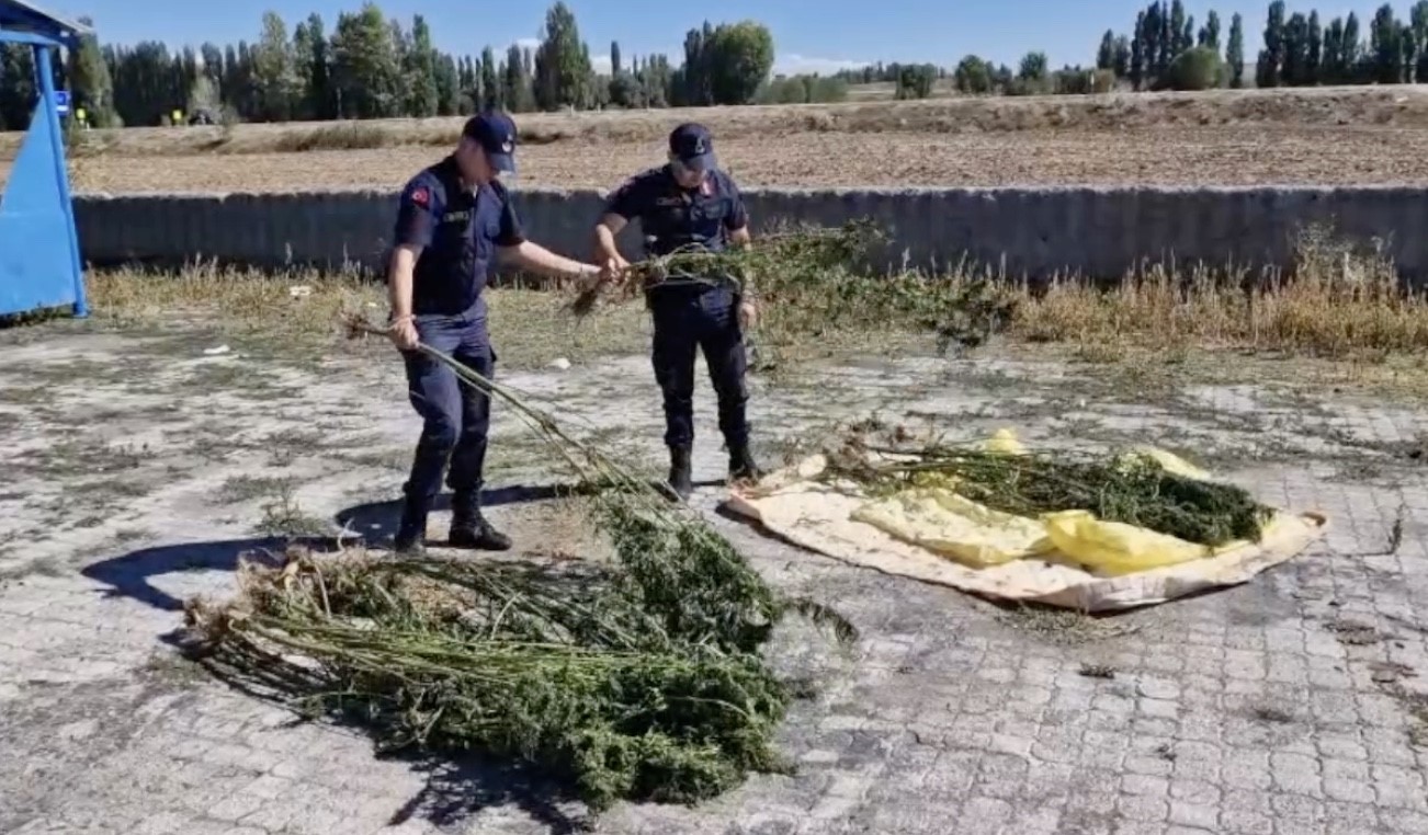 Alaca’da ele geçirilen 21 kök kenevir imha edildi 